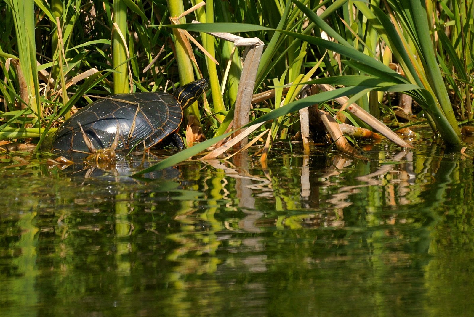 Victoria Daily Photo Western Painted Turtle (Chrysemys picta)