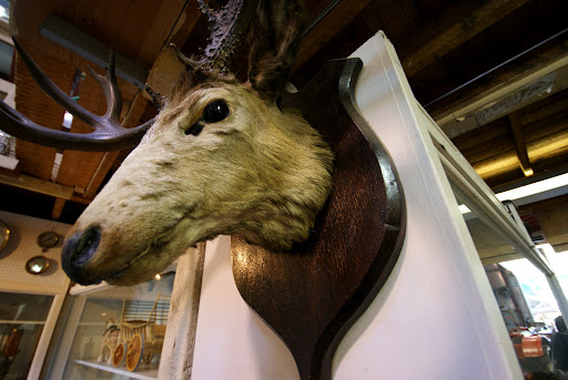 stuffed deer head, Saanich Historical Artifacts Society, Saanich Peninsula, BC, Canada