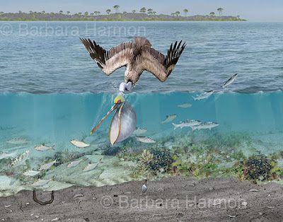 http://2.bp.blogspot.com/_gQJFyssdtaw/S1I7oLp5rmI/AAAAAAAAAbY/NNrayHu81VM/s400/pelican-dive.jpg