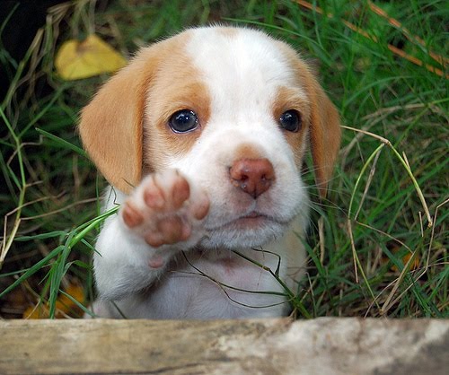 Cachorrinho+muito+fofinho+e+com+olhar+pid%C3%A3o....jpeg