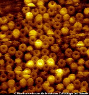 Stem Cell: Microscopio de fuerza atómica (AFM)