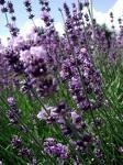 [Lavendel.JPG]