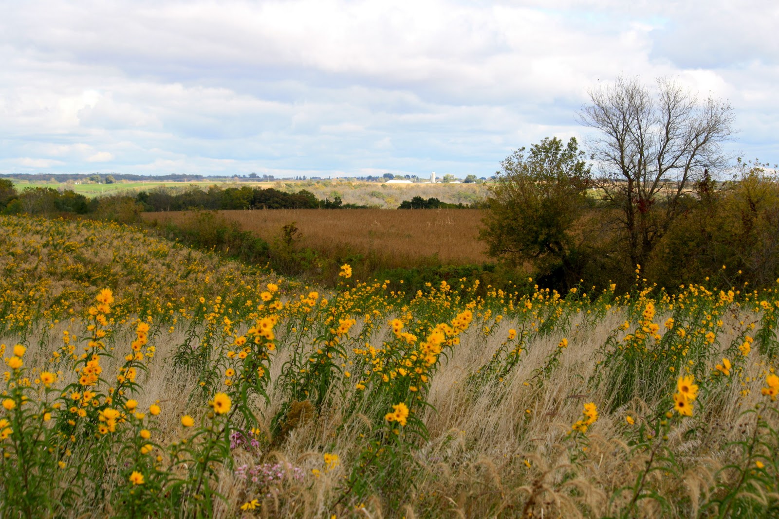 Squash Blossom Farm Field o' Fall Flowers
