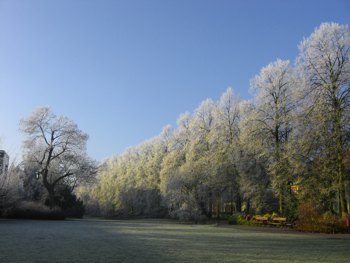 [frosty+trees+2.jpg]