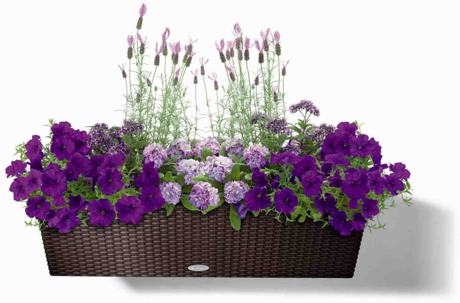 Композиции Цветов Для Балконных Ящиков