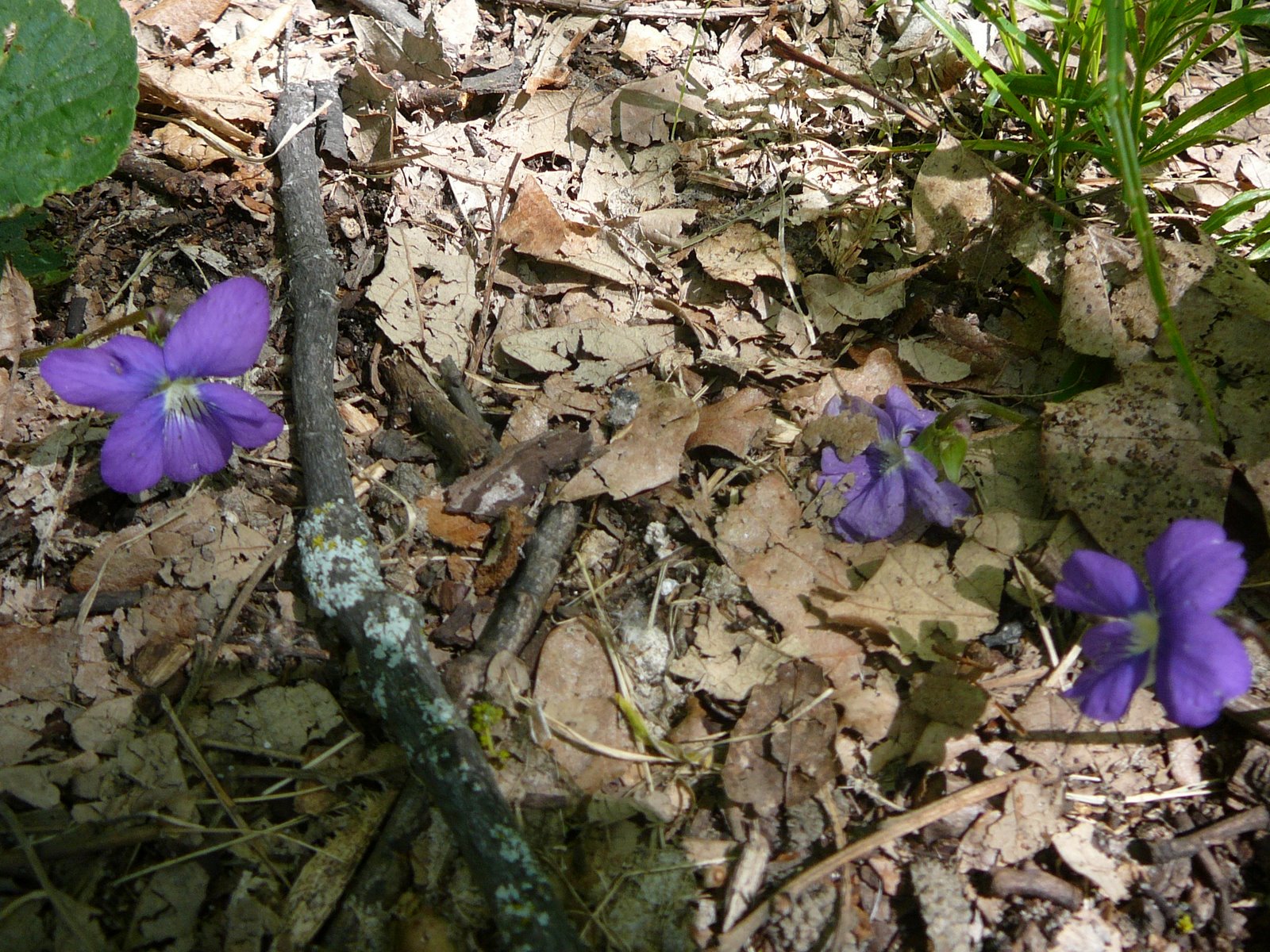 [Violets+in+the+Woods.jpg]