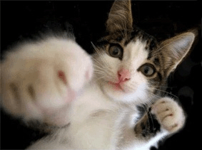 003617_comedy_karate_cat.gif