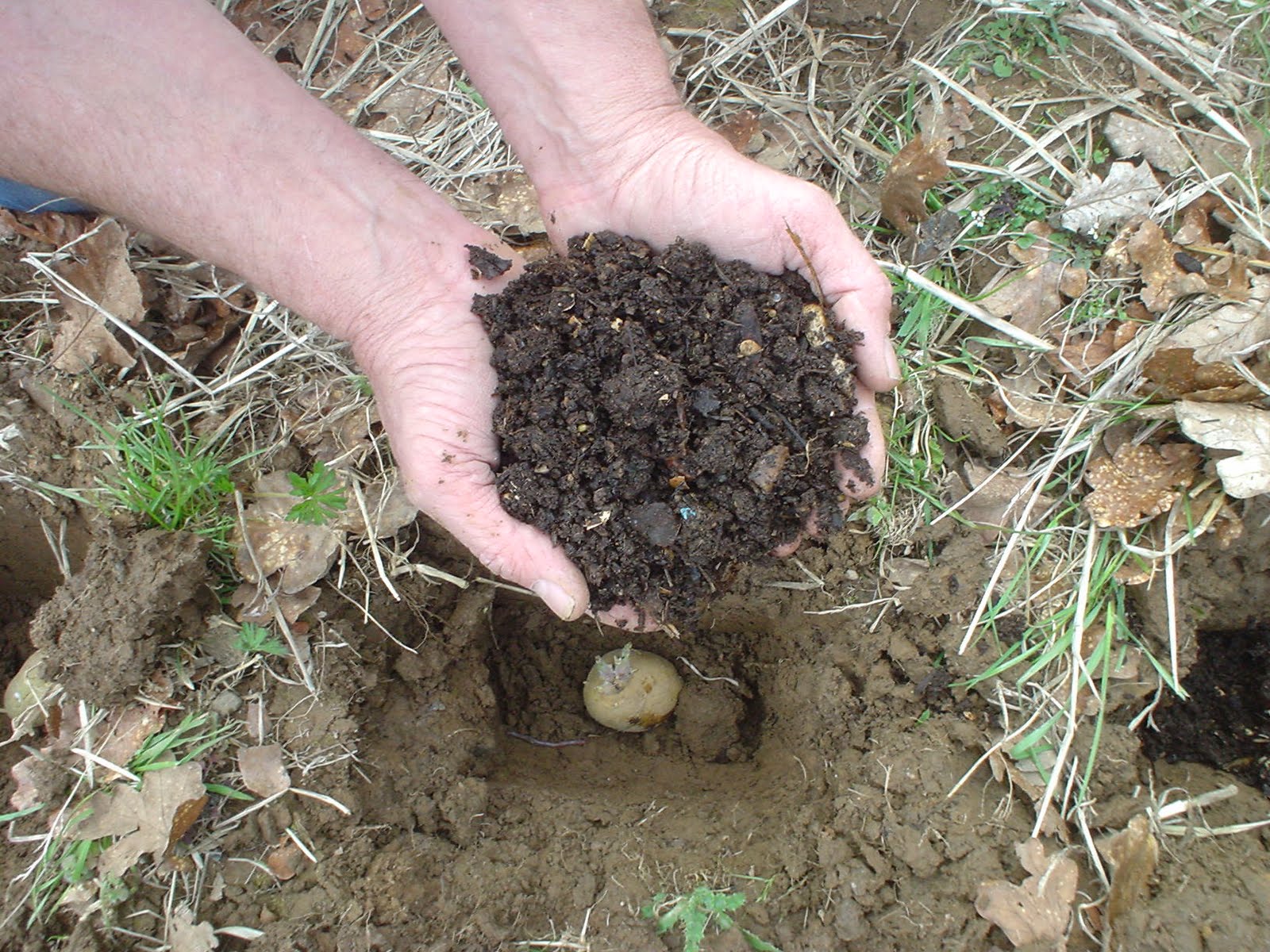 Какие удобрения нужно вносить в почву. Зола для удобрения картофеля. Перегной для посадки. Навоз для почвы. Удобрения в лунки для картофеля.