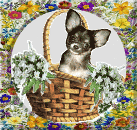 Chihuahua kennel Chichicadillac