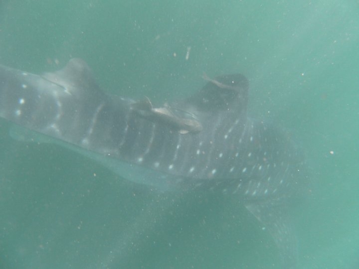 Ixtapa Zihuatanejo ADVENTURE DIVERS