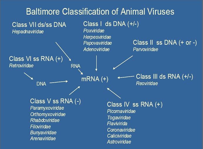Types of viruses. Classification of viruses. Baltimore classification of viruses. Классификация Балтимора. Классификация вирусов по Балтимору.