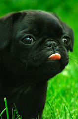 Cute puppy Pug