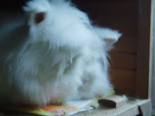 My bunnies...RIP Harvey xx