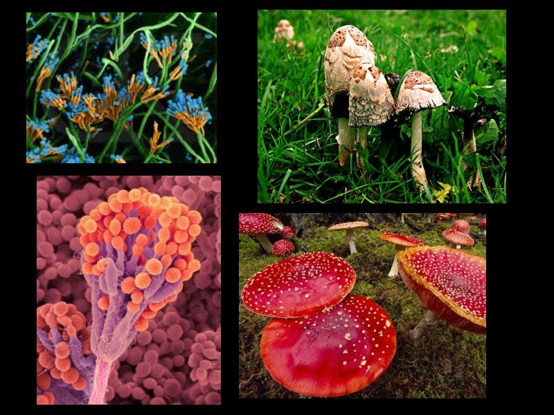 Ensino Médio Segundo A A importância Ecológica dos Fungos Resumo