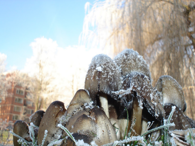 WINTER PADDESTOELEN 2