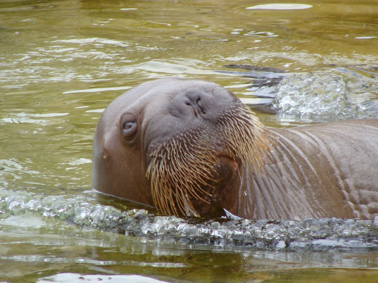 wallie de walrus