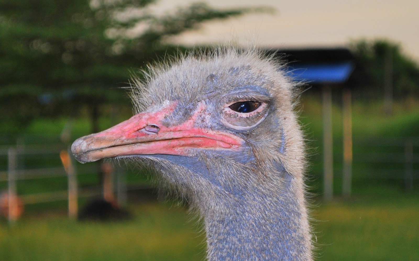 K i a s a n A l a m Burung Unta