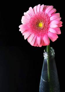 Gerbera Daisy 3 - beautiful flowers ( photoforu.blogspot.com )
