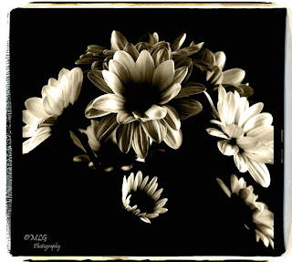 exposed - beautiful flowers ( photoforu.blogspot.com )