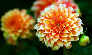 Congratulations!! - beautiful flowers ( photoforu.blogspot.com )