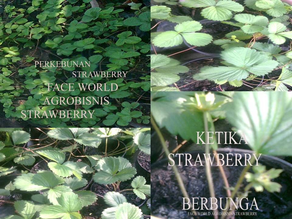 Plantation of strawberry Face World Agrobisnis Strawberry.Perkebunan Strawberry Face World