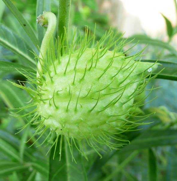 mycamerandme365 Swan Plant.