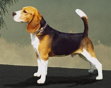 Pet Shop Amor Correspondido: Beagle