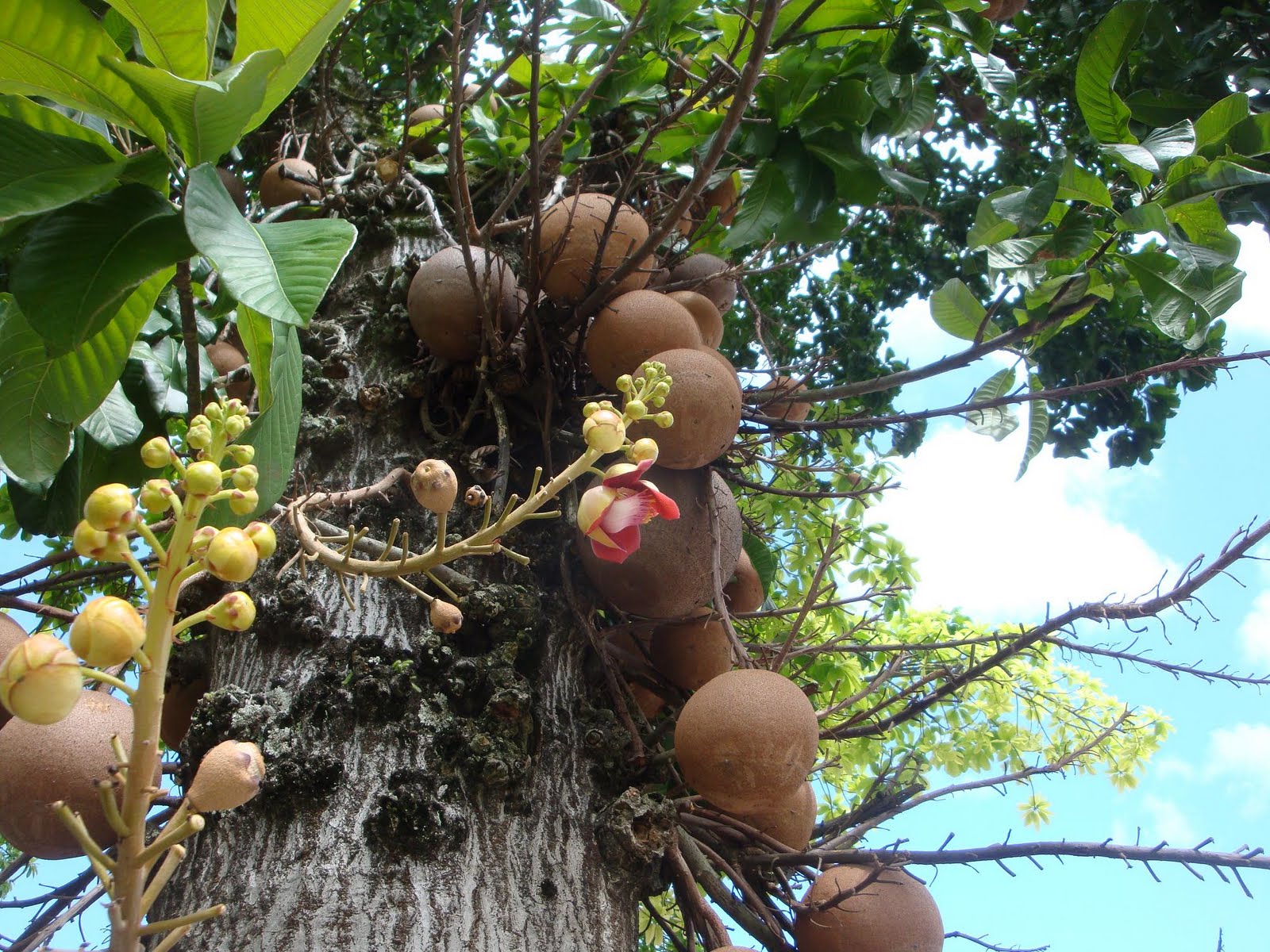 Viaje a Sudamérica: Rio de Janeiro: centro: vegetación