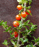 Mountain Currant, Coprosma nitida - 8 Apr 2008