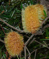 Banksia marginata - 8 April 2008