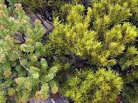 Olearia ledifolia (left) and Orites revoluta, I think! - 3 Feb 2007