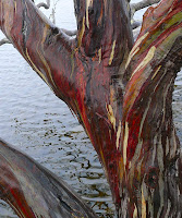 Snowgum beside Lake Dobson, Mt Field National Park - 18 May 2007