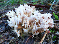 Fungus, Mountain River Trail, Wellington Range, Tasmania - 17 May 2007