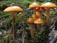 Fungi, Mountain River Trail, Wellington Range, Tasmania - 17 May 2007