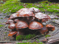 Fungi, Mountain River Trail, Wellington Range, Tasmania - 17 May 2007