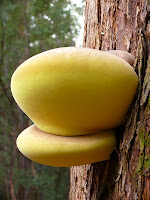 Fungi, near Tahune - 9 May 2007