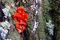 Aurantiporus pulcherrimus, Strawberry Bracket Fungus, Lake Dobson, Tasmania - 1988