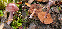 Fungi, Mt Wellington, Tasmania - 24th May 2008