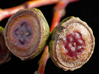 Capsules of Eucalyptus coccifera, October