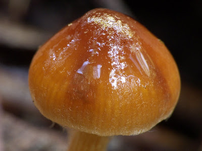 Fungi, Myrtle Gully, Mt Wellington - 11th April 2009