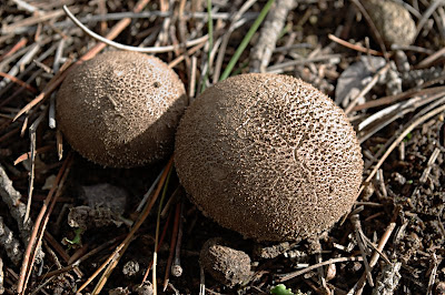 Fungus, Risdon Brook Dam - 17th June 2009