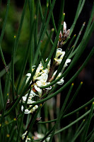 Hakea lissopserma, the Needle Bush, Lenah Valley Track, Mt Wellington - 9th September 2009