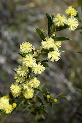 Wattle