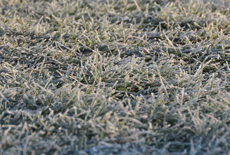 [Frosty+Grass.jpg]