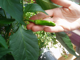pimiento verde