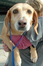 Virginia~ ADOPTED ~ Houndog Yellow Lab Mix, Elizabethtown, N. C.