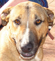 Tasha Female Adult Bull Terrier Mix~ ADOPTED 7-28-10~ Trinidad, CO ~ Adopt A Dog On Death Row!!!