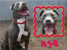 Maya~Female Pitt Bull Terrier~ West Los Angeles Animal Care and Control Center (888) 452-7381