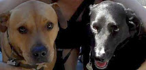 Zach & Lizzie a bonded pair of 7 year old dogs losing their owner to cancer and their home.