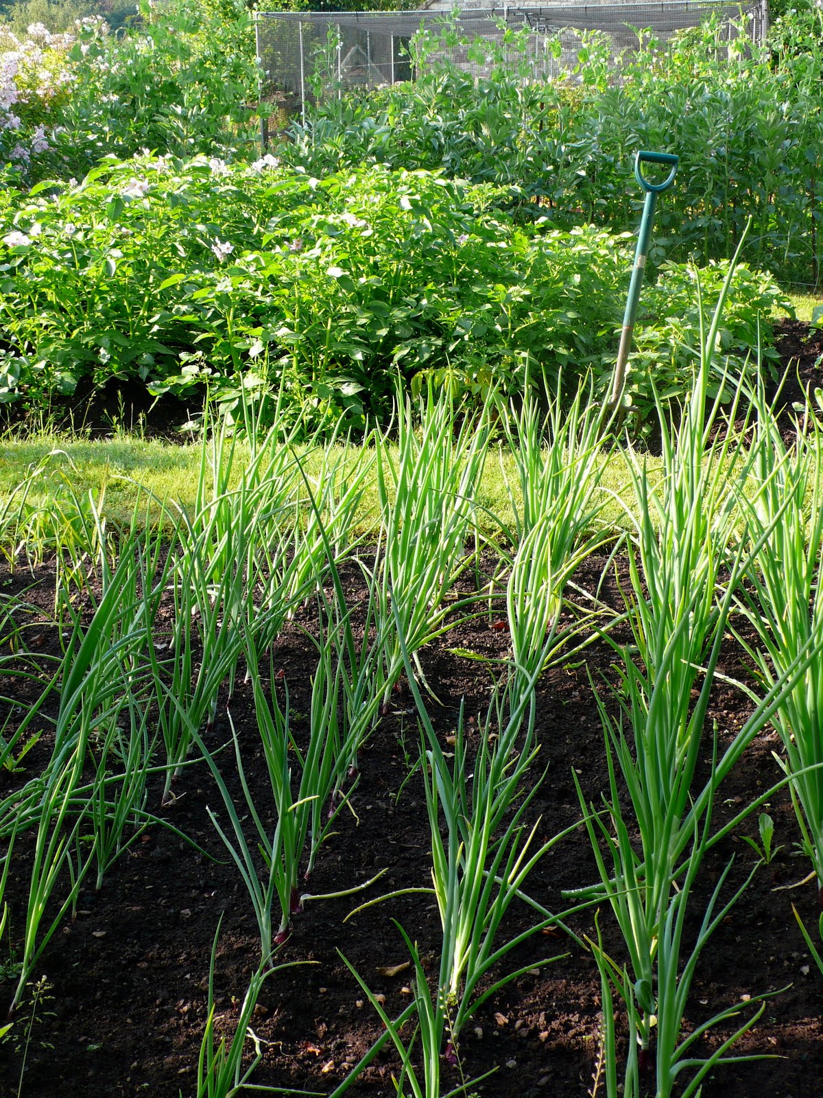 Share my Garden Vegetable garden